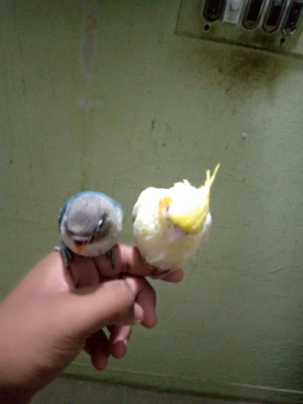Hand tame cream cocktail and Hand take blue pasnata available 2