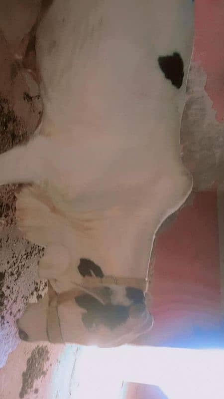 2 dant ka bachra 6 man ka hai contact 03153739718 1