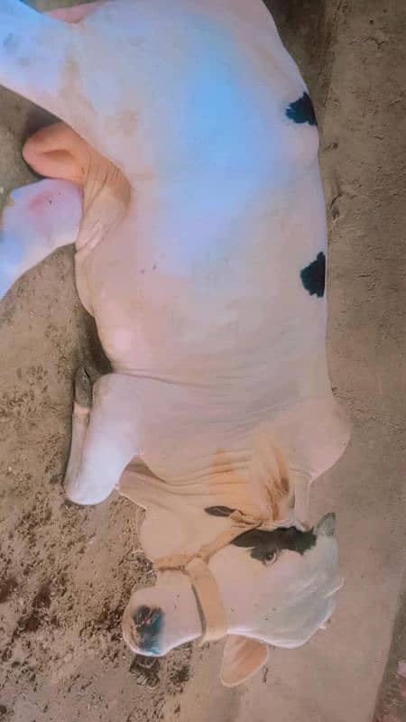 2 dant ka bachra 6 man ka hai contact 03153739718 3