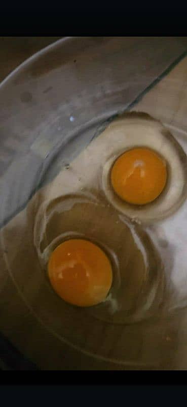 desi eggs 0