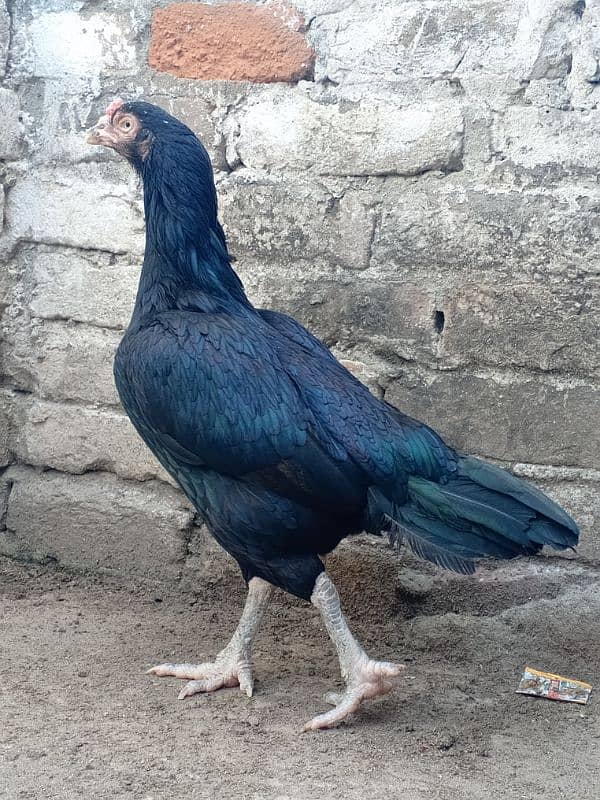 pure Lasani Mushki Aseel A+ Quality 0