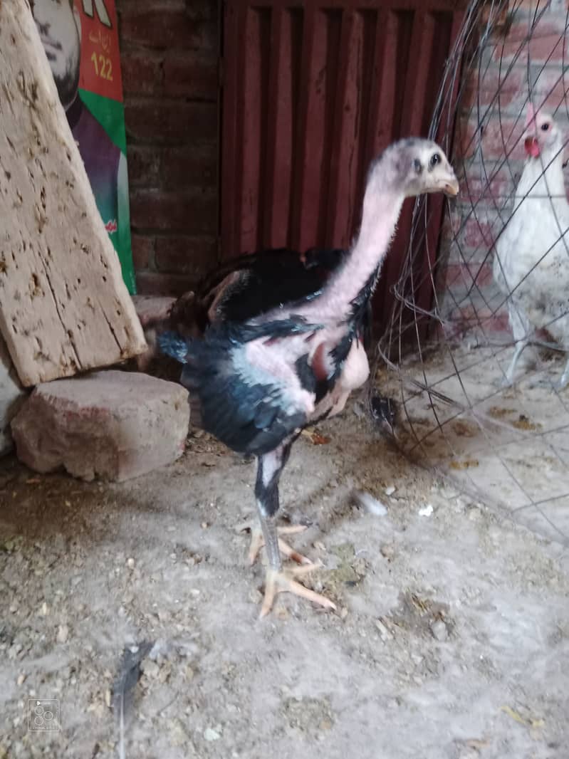 Thai chicks for sale each chicks price 3000 2
