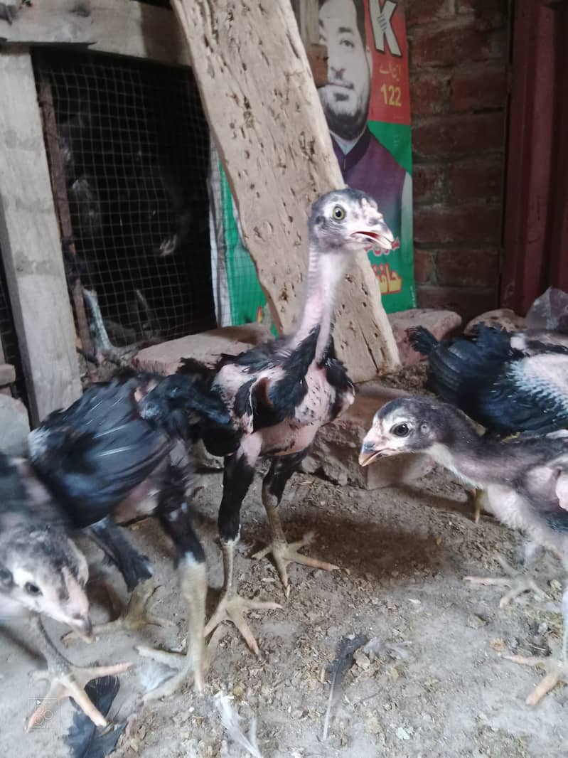 Thai chicks for sale each chicks price 3000 4