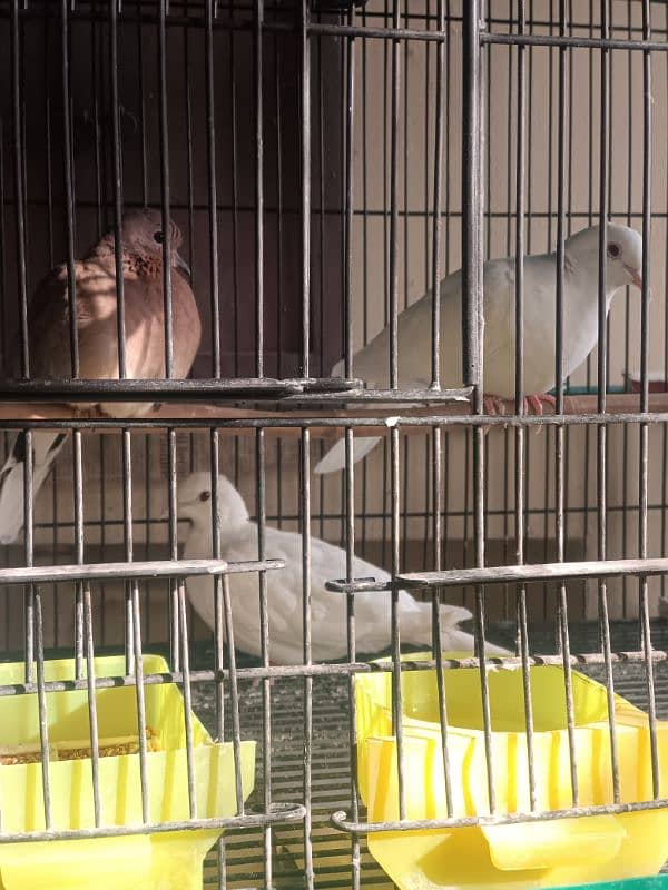 white doves 0