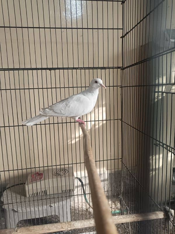white doves 1