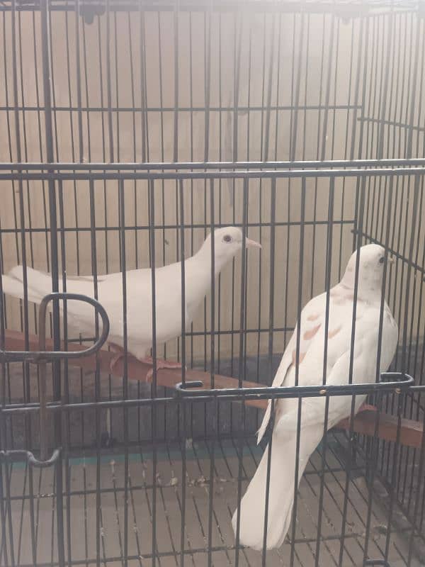 white doves 2