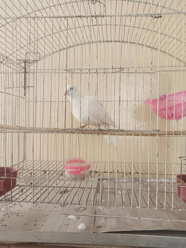 white doves 3