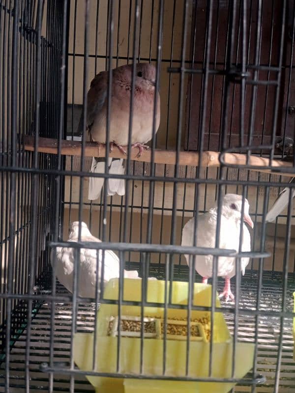 white doves 5