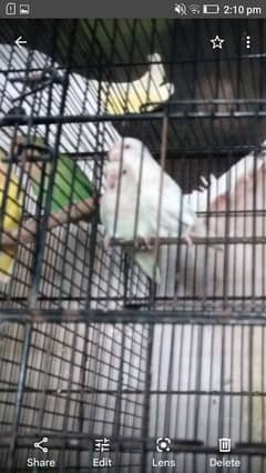 albino
