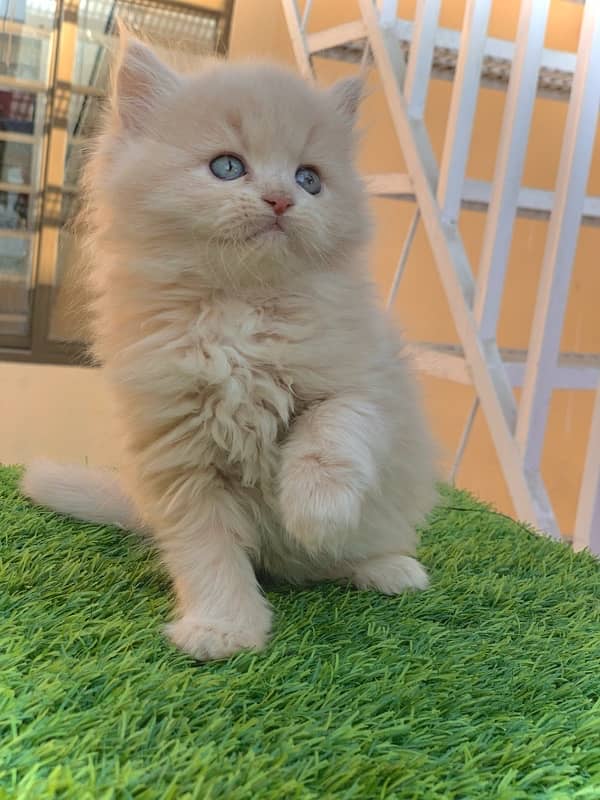 Persian kitten for sale contact number 03297533119 1