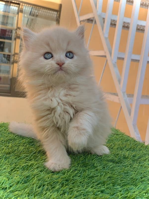 Persian kitten for sale contact number 03297533119 2