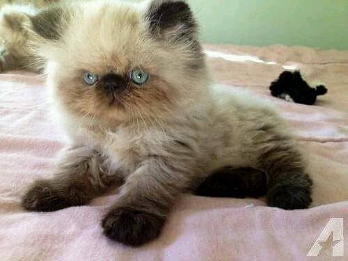 Himalayan pershion kitten 0