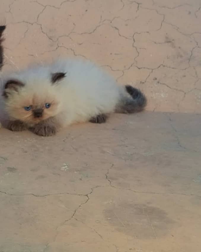 Himalayan pershion kitten 2