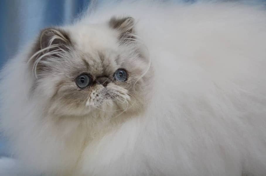 Himalayan pershion kitten 5