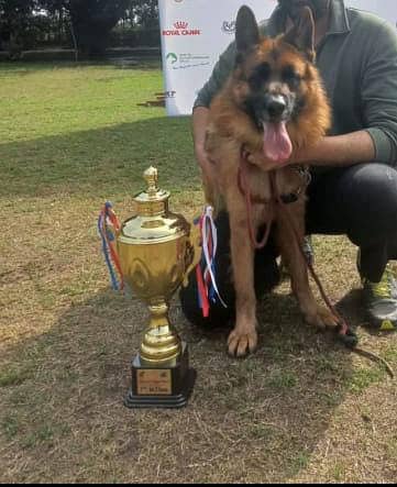 German Shepherd Male Available for Sale 1