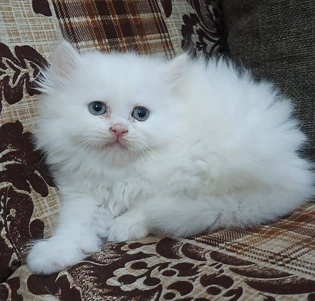 pure white male triple coated persian kittens 0