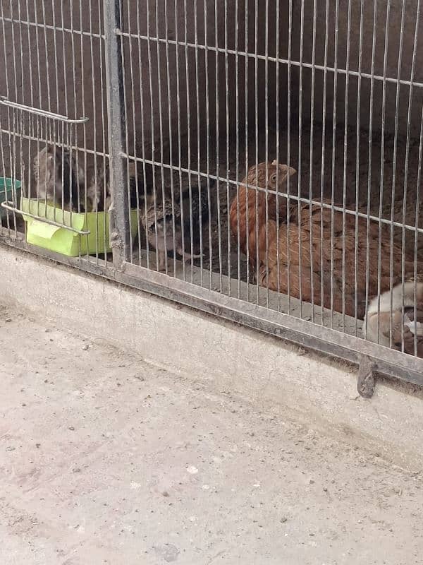 chickes for sale 15 sy 3 month tak k available ha 0