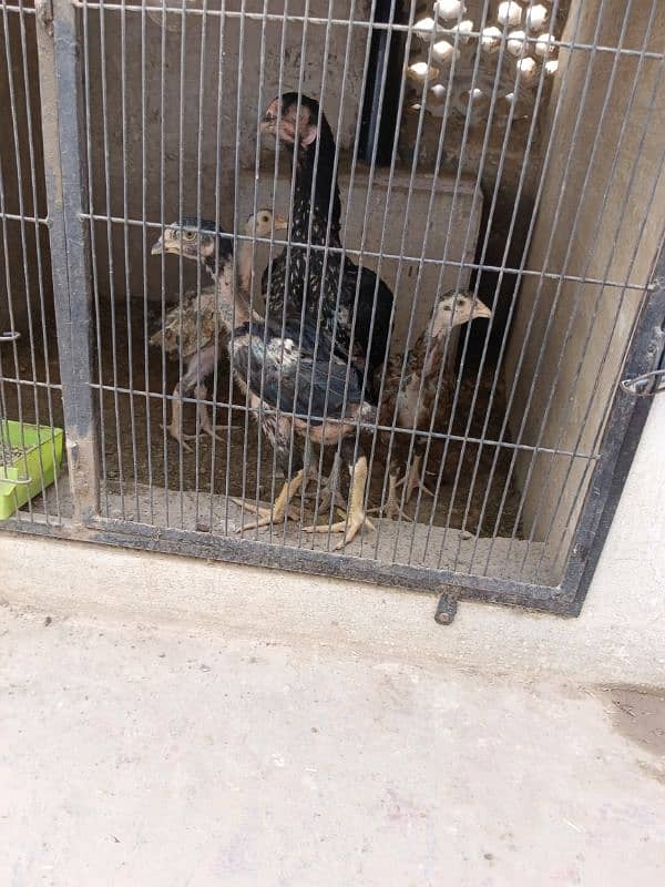 chickes for sale 15 sy 3 month tak k available ha 1