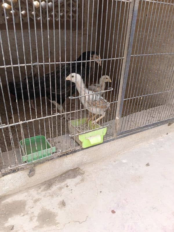 chickes for sale 15 sy 3 month tak k available ha 2