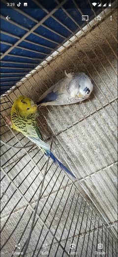 TCB hogoromo pair for sell