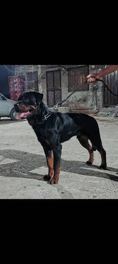 Rottweiler