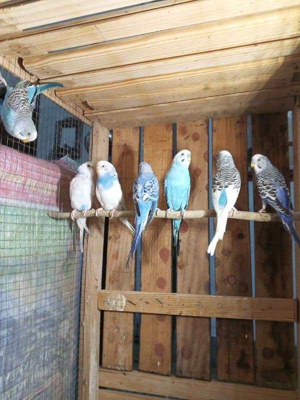 Australian Home Breed Confirm Breeder pairs Or Exchange Possible 3