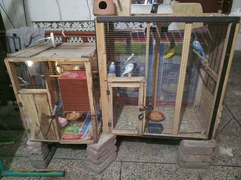 Australian Home Breed Confirm Breeder pairs Or Exchange Possible 6