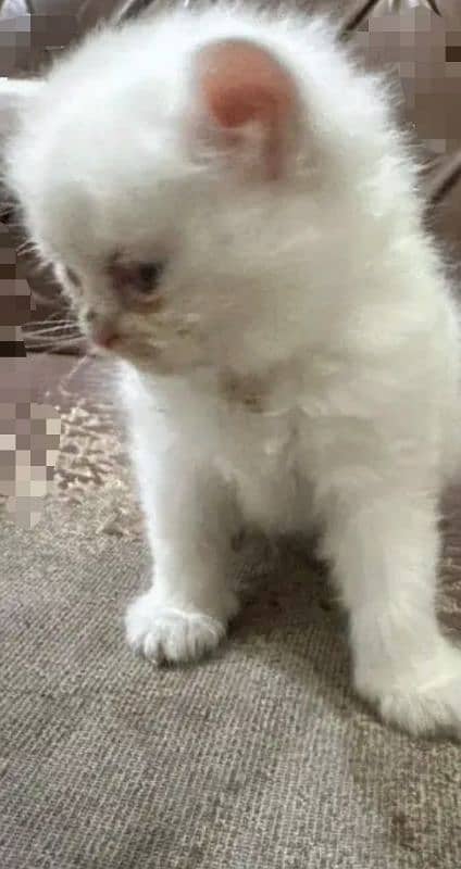 Persian Triple code kitten   for sale! one month old kitten! self 1