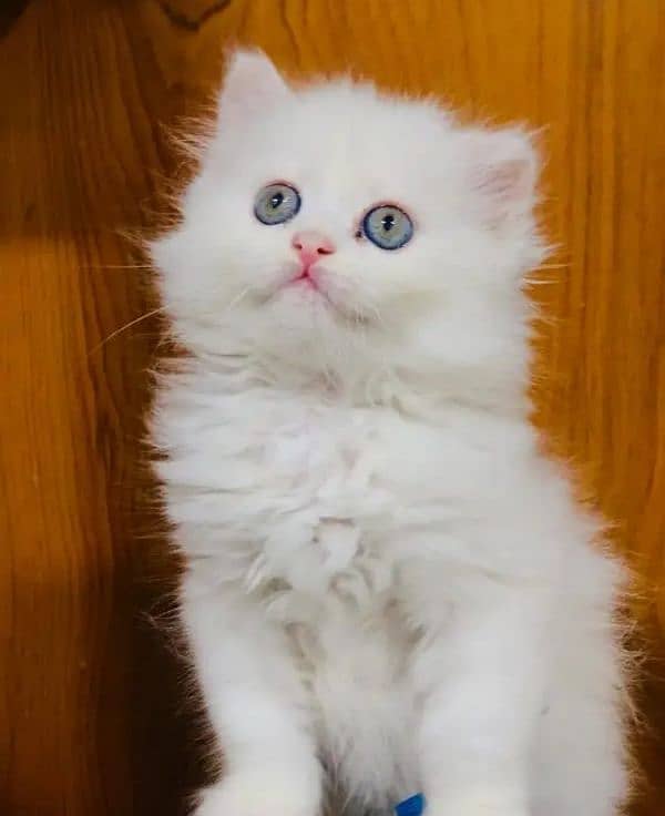 Persian Triple code kitten   for sale! one month old kitten! self 2