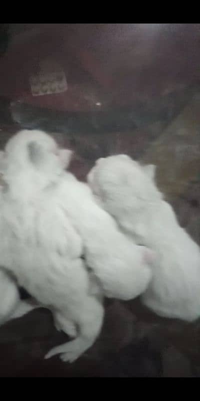 Persian Triple code kitten   for sale! one month old kitten! self 3