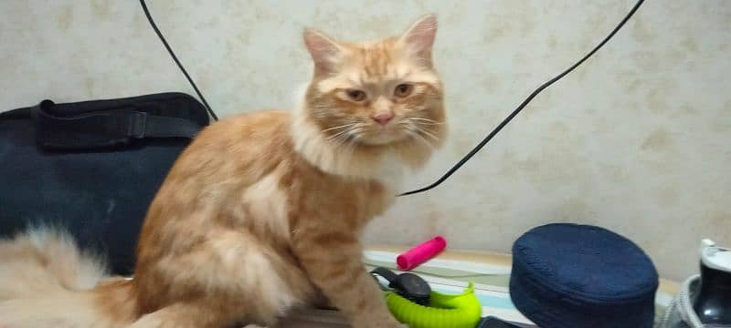 Persian Cat 0