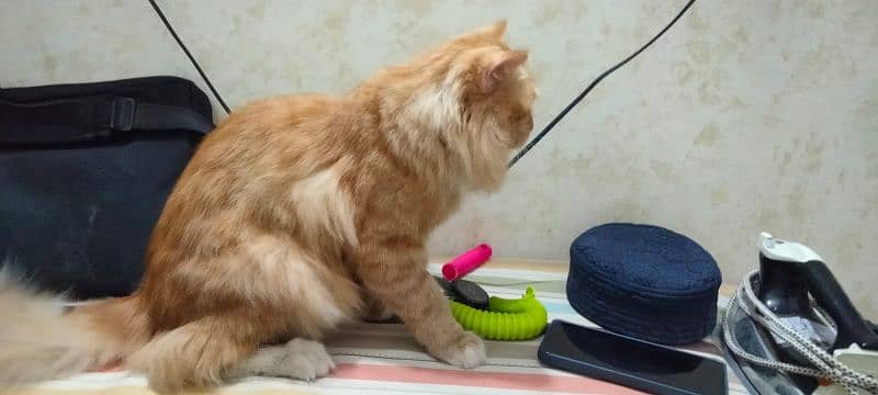 Persian Cat 1