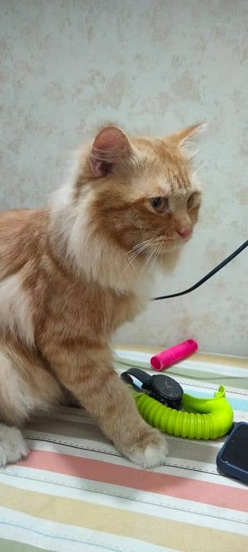 Persian Cat 7