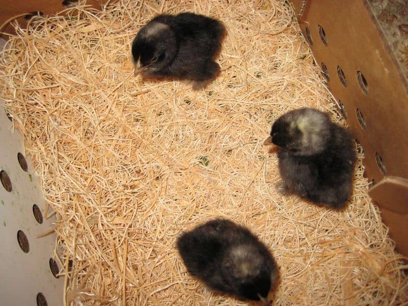 Bantam day old . 2 Weeks old chiks 1