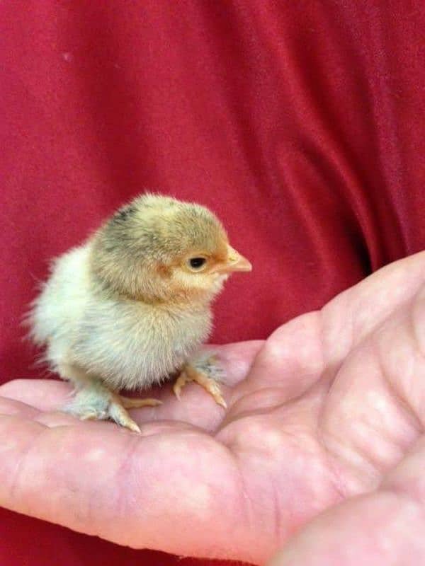 Bantam day old . 2 Weeks old chiks 2