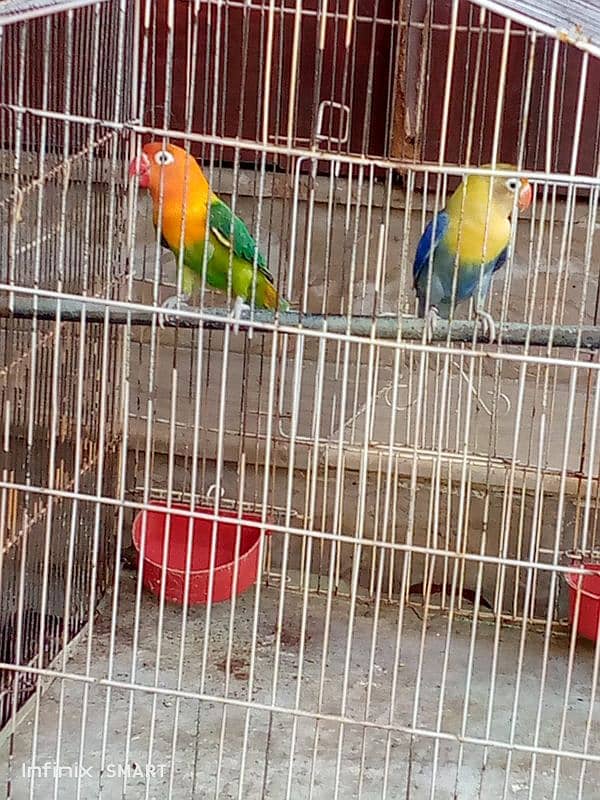 Beautiful love bird 4 pair with 4cage and four wooden breading box 0