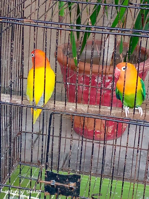 Beautiful love bird 4 pair with 4cage and four wooden breading box 1