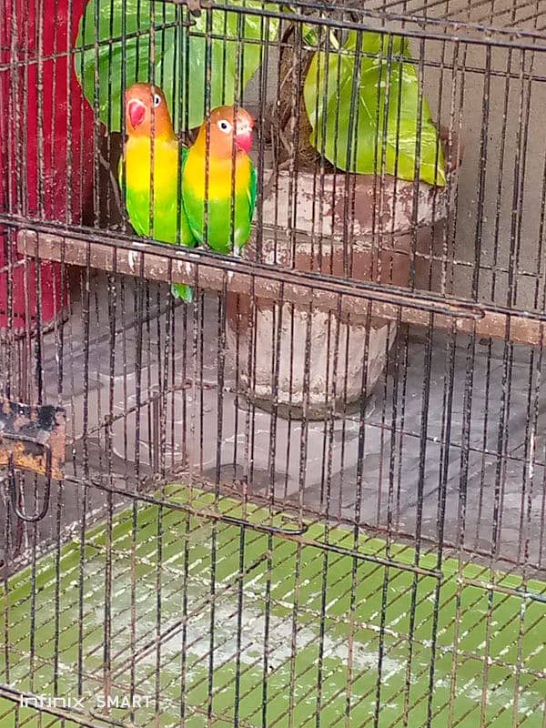 Beautiful love bird 4 pair with 4cage and four wooden breading box 3