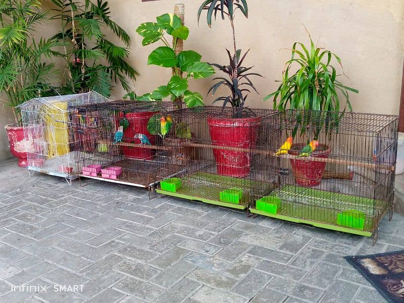 Beautiful love bird 4 pair with 4cage and four wooden breading box 4