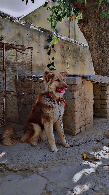 security dog for sale number 03151542643 1