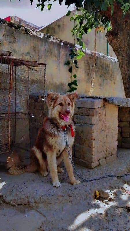 security dog for sale number 03151542643 2