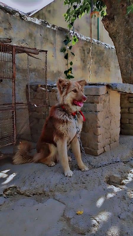 security dog for sale number 03151542643 4