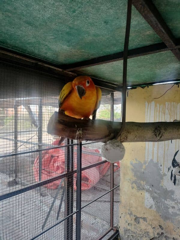 breeder sun conure male for urgent sale 2