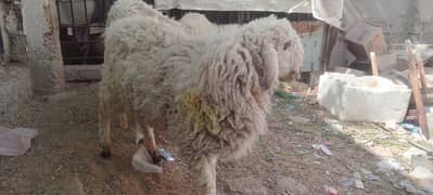 3  dumbay for sall location sarjani