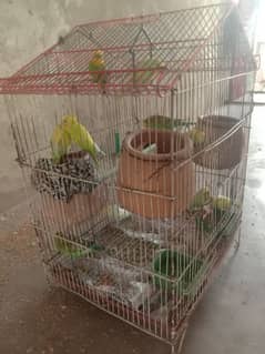 parrots