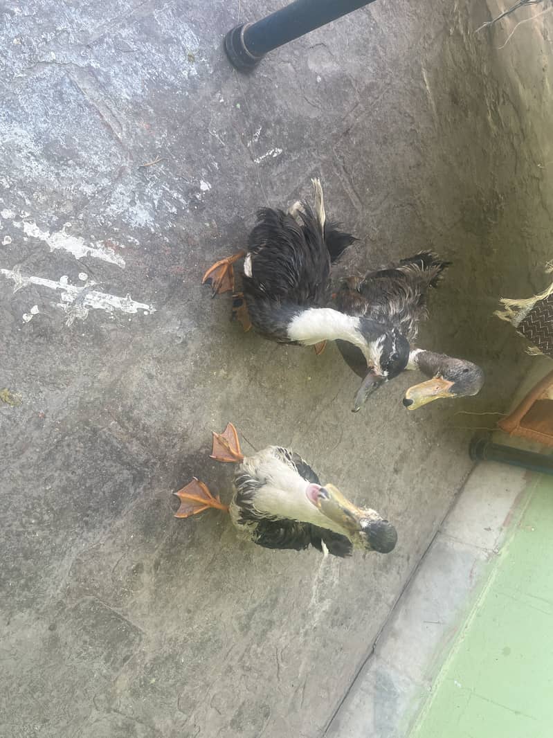 3 ducks male and female 0