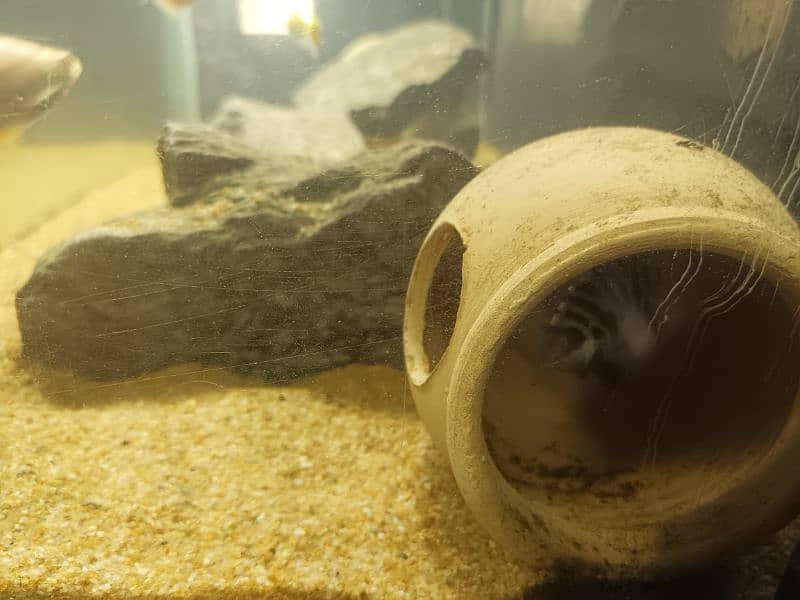 fishes for sale healthy and active 0