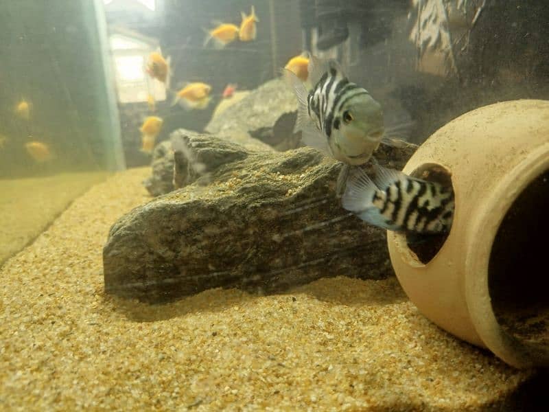 fishes for sale healthy and active 2