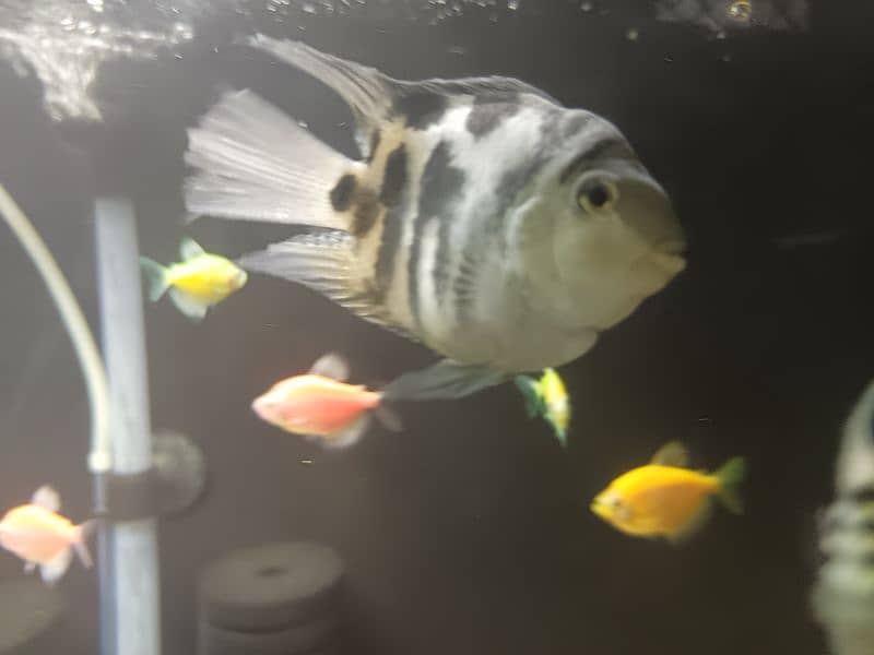 fishes for sale healthy and active 3