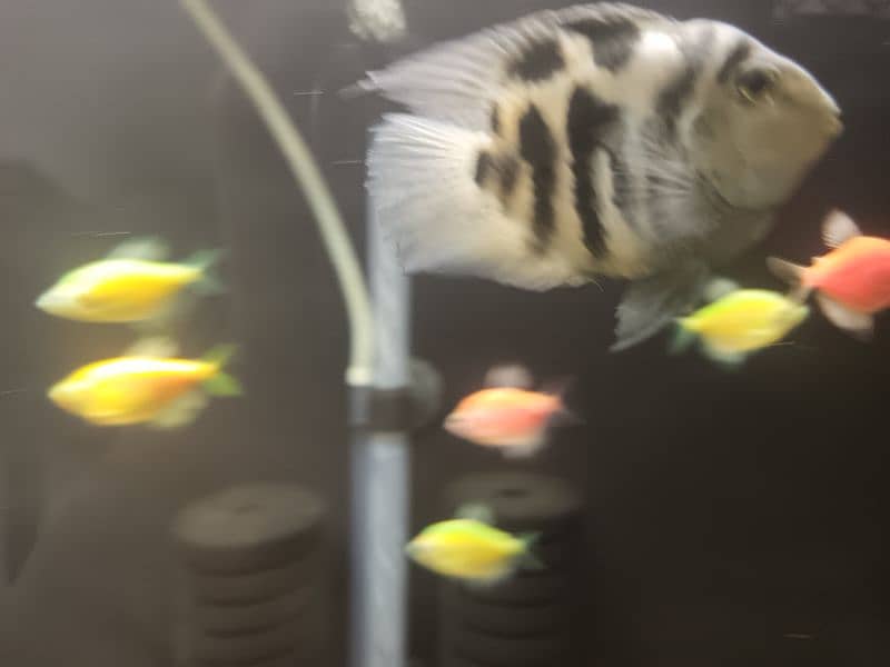 fishes for sale healthy and active 4